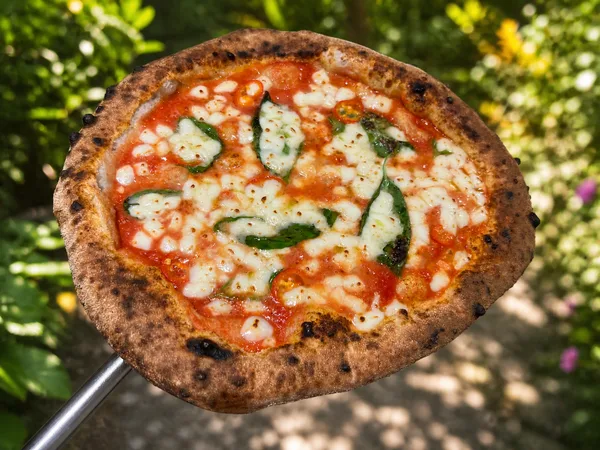 A Neapolitan margherita pizza on a peel, with a leopard-spotted crust
